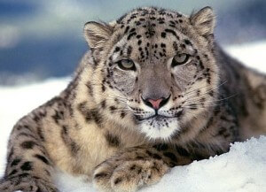 leopard des neiges Ladakh
